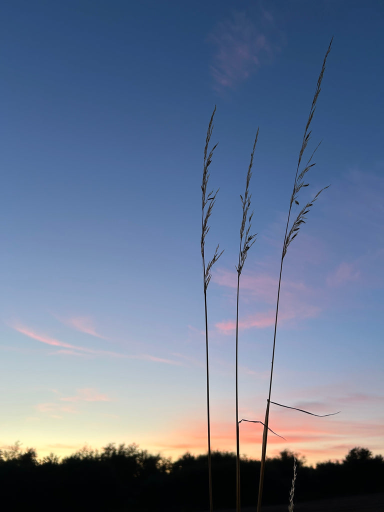 Notes on Overwhelm and Exhaustion ~ When Life Feels Like Too Much